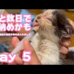 あと数日で見納めですね～  風邪と真菌症の保護子猫を受入れました  Day5  2024 05 24 1(YouTube)