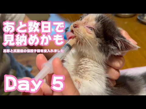 あと数日で見納めですね～  風邪と真菌症の保護子猫を受入れました  Day5  2024 05 24 1(YouTube)