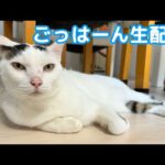 夜のごっはーん生配信！(YouTube)