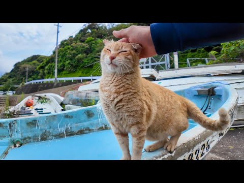 切符売場の猫ちゃん、船の中で休憩中だったけど顔を見るとモフられにきた(YouTube)