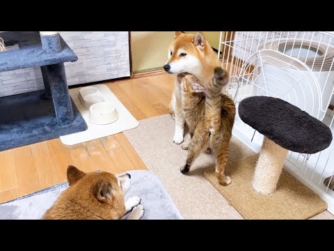 至近距離が苦手な柴犬が末っ子猫の甘えについに克服？！(YouTube)