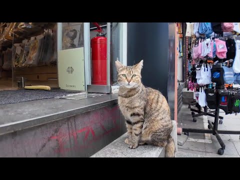 イスタンブールの街の商店の店先で客引き業務を請負うフリーランス招き猫たち(YouTube)
