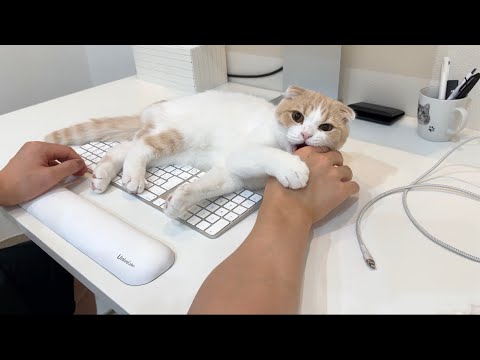 仕事に集中して猫の遊んでアピールを無視してたらこうなっちゃいました…笑(YouTube)