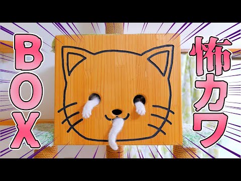 猫の箱が泣き出した😱可愛いけどちょっぴり怖い猫部屋禁断の遊び【仲良し子猫姉妹の成長記録】(YouTube)