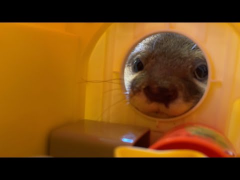 カワウソに一才児並みの知能はあるか！？？ Is an otter as intelligent as a one year old!(YouTube)