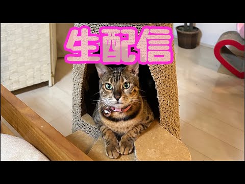 【生配信5/5】GWももう終わりですが猫でも見て元気出しませんか？生配信(YouTube)