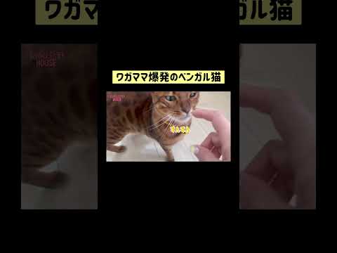 ニャイコパスの1日💛 #shorts(YouTube)