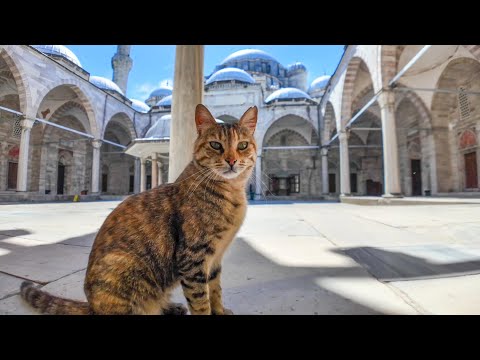 モスクで暴れる猫たちがカワイイ(YouTube)