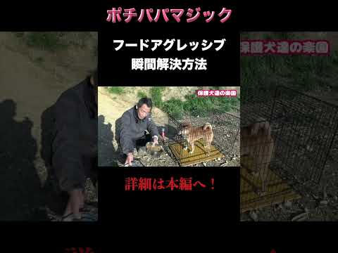 柴犬フードアグレッシブ食器取れない  #犬の問題行動 #shibainu #噛み犬(YouTube)