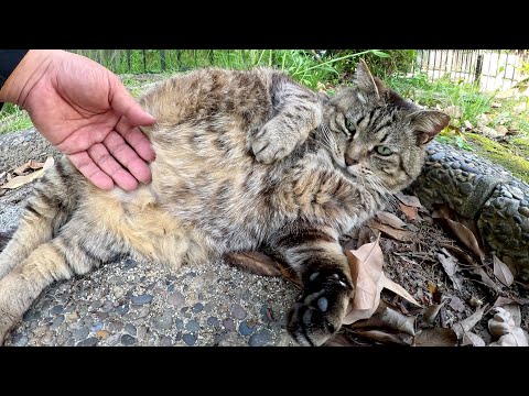 お腹をナデられても怒らないおっとりとした性格のキジトラ猫(YouTube)