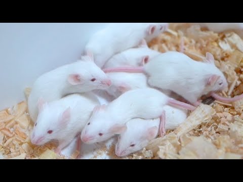 生後3週間のネズミの赤ちゃんたち、目が開いて元気に動き回る(YouTube)