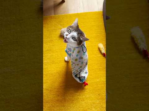 遊んでほしくて話しかけてくる猫 #cats(YouTube)