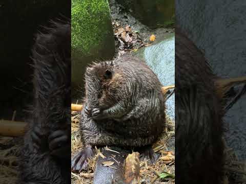 みんなも一緒にカキカキ！　Dance with me!🦫　#ビーバー #beaver #dance(YouTube)