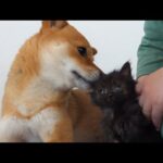 子猫が柴犬に戯れたい様子がもう親子。(YouTube)