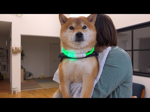 柴犬ハチ家、カラスに連れ去られた猫を救出して。(YouTube)