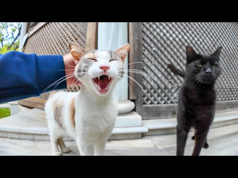 とにかく撫でられたい公園の猫(YouTube)