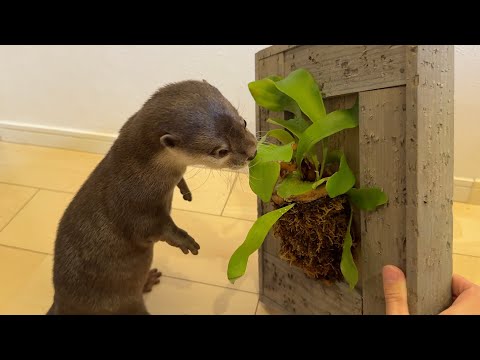 食べられるか分からない謎の植物たちに興味を示すカワウソと猫！ otter and cat show interest in a plant that may or may not be edible!(YouTube)