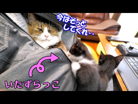 みんなにちょっかいを出すいたずら子猫のあずき🐈【仲良し子猫姉妹の成長記録】(YouTube)