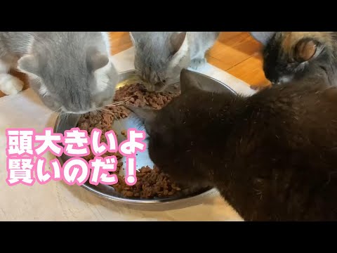 頭が大きいからスコは賢いのだ   2024 05 19 2(YouTube)