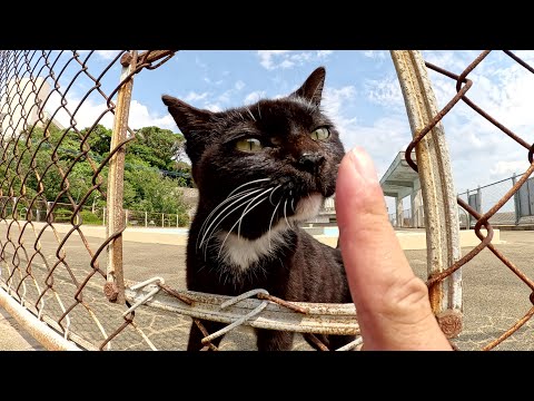 プール開きが待ちきれない様子の猫達(YouTube)