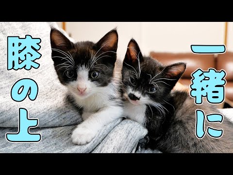 いつもパパの膝の上に乗るあずきを見て自分も乗りたくなったさくら🐈🐈【仲良し子猫姉妹の成長記録】(YouTube)