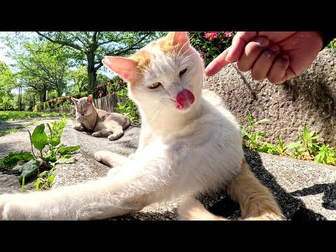 カラフルな猫達が公園の広場に集まって日光浴をする(YouTube)