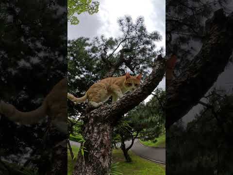 茶シロ猫が木登りを披露してくれた #cat #野良猫ちゃん #ネコ(YouTube)