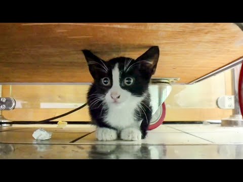 スーパーのセルフレジには猫の親子が居ました。(YouTube)