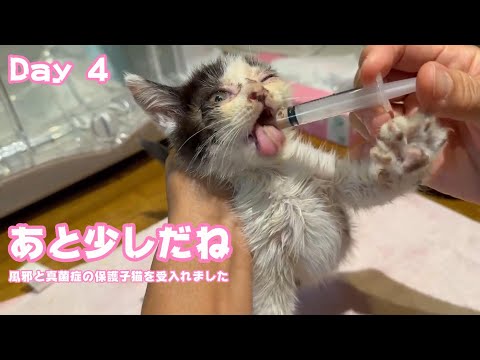 あと少しだね 頑張ってます 風邪と真菌症の保護子猫を受入れました       Day 4  2024 05 23 1(YouTube)
