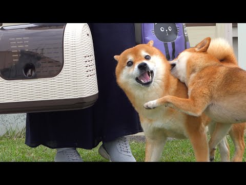 子猫と先住猫の初めての対面！そして診察で思わぬ事実が明らかに。(YouTube)