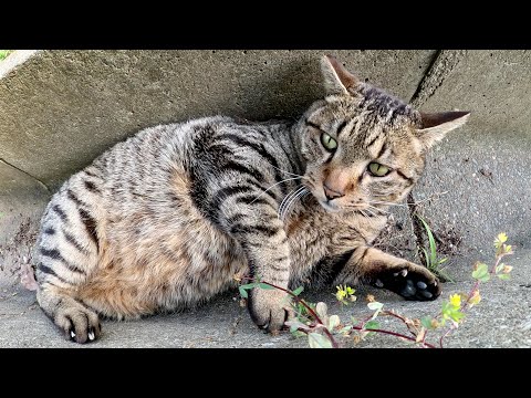 凶暴なキジトラ猫が溝の中にスッポリとおさまってくつろぐ(YouTube)