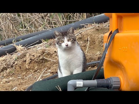 ウチのメス猫を狙うどこぞの若いオス猫(YouTube)