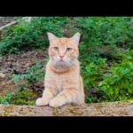 寄ってきたり離れていったり忙しい公園の茶トラ猫ちゃん(YouTube)