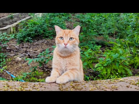 寄ってきたり離れていったり忙しい公園の茶トラ猫ちゃん(YouTube)