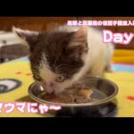 朝ご飯ウマウマにゃ～ 風邪と真菌症の保護子猫受入れました Day 9  2024 05 28 1(YouTube)