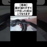 【事故】腹が減りすぎてトチ狂った蛇はこうなります(YouTube)