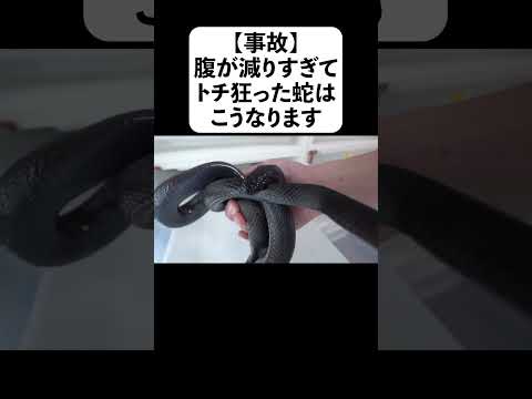 【事故】腹が減りすぎてトチ狂った蛇はこうなります(YouTube)