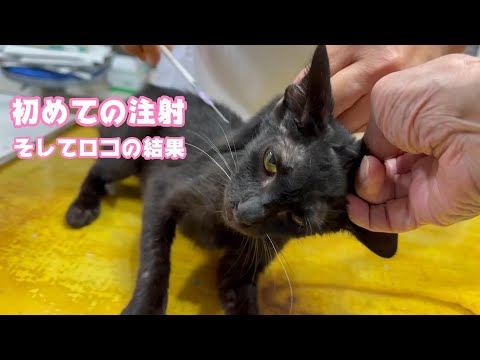 初めての注射とロコの腹水の原因と今後について  2024 05 10 2(YouTube)