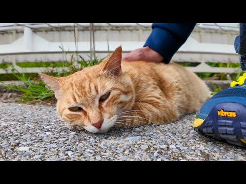 フェリー乗り場の桟橋で寝ていた猫をナデナデしてきた(YouTube)