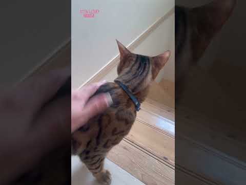 レース中にドア閉めてくる猫がいます #shorts(YouTube)