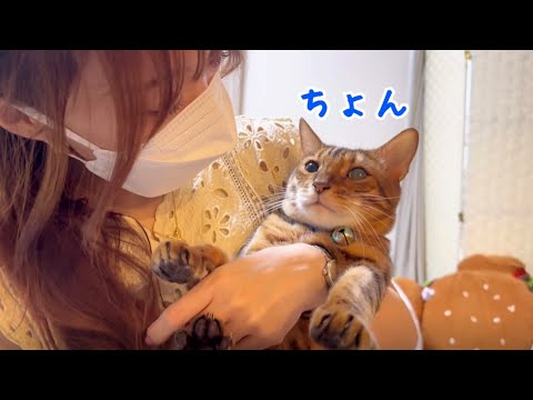 車移動もお利口さんに受け入れる猫さん達(YouTube)