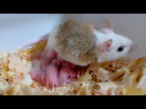 全滅寸前のヤワゲネズミ、これでうまくいくかもしれない！！！！(YouTube)