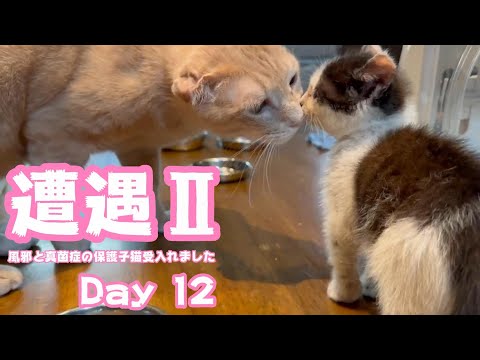 遭遇その２ お愛想できるにゃん  風邪と真菌症の保護子猫受入れました Day 12  2024 05 31 2(YouTube)