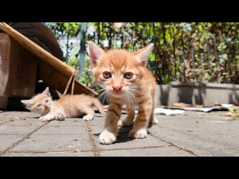 恐る恐る近寄ってくる子猫がカワイイ(YouTube)