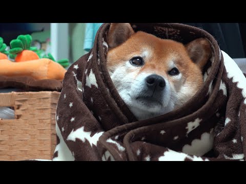柴犬ハチ初めて赤ちゃんの入浴を見て‥こうなる。(YouTube)