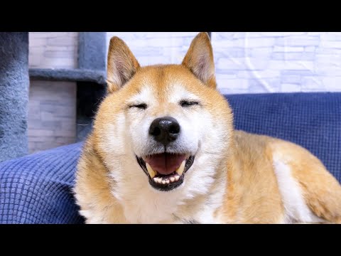 自由すぎる猫たちを見て突然最高の笑顔を見せる柴犬(笑)(YouTube)
