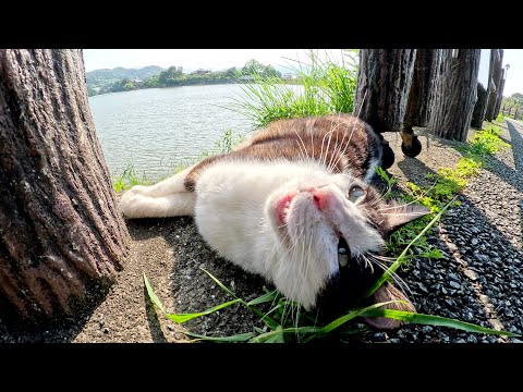 池のほとりで牛みたいなハチワレ猫が上目遣いで甘えてきた(YouTube)