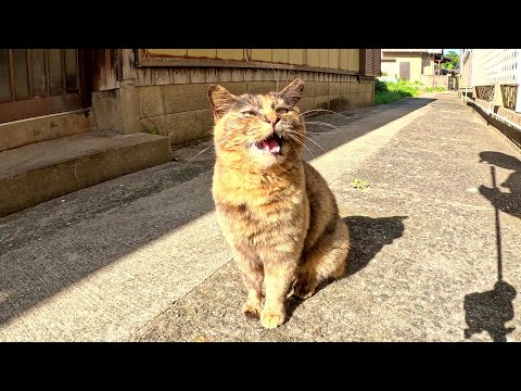 路地裏で出会ったサビ猫ちゃんが私の後を追い掛けて甘えてきた(YouTube)