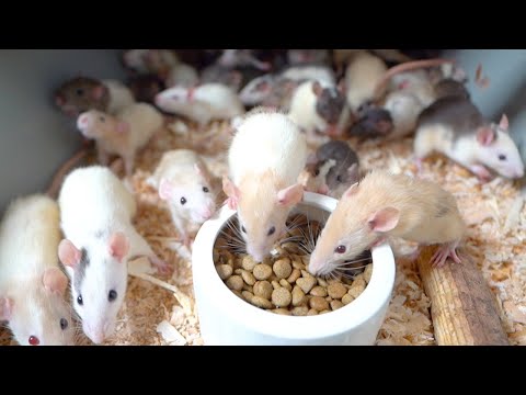 大量のネズミが茶碗いっぱいのフードを食べ切るまで(YouTube)