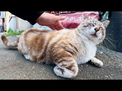 人間にビビりすぎて挙動不審になるシャム猫ちゃん(YouTube)